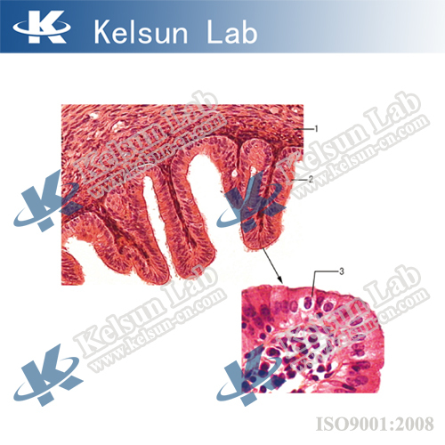 ks 12 epithelium cells of cavitas oris Alibaba