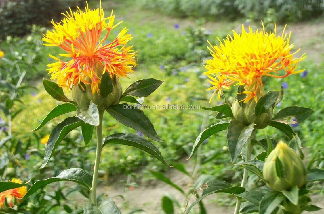 Pure saffron price new crop /Safflower