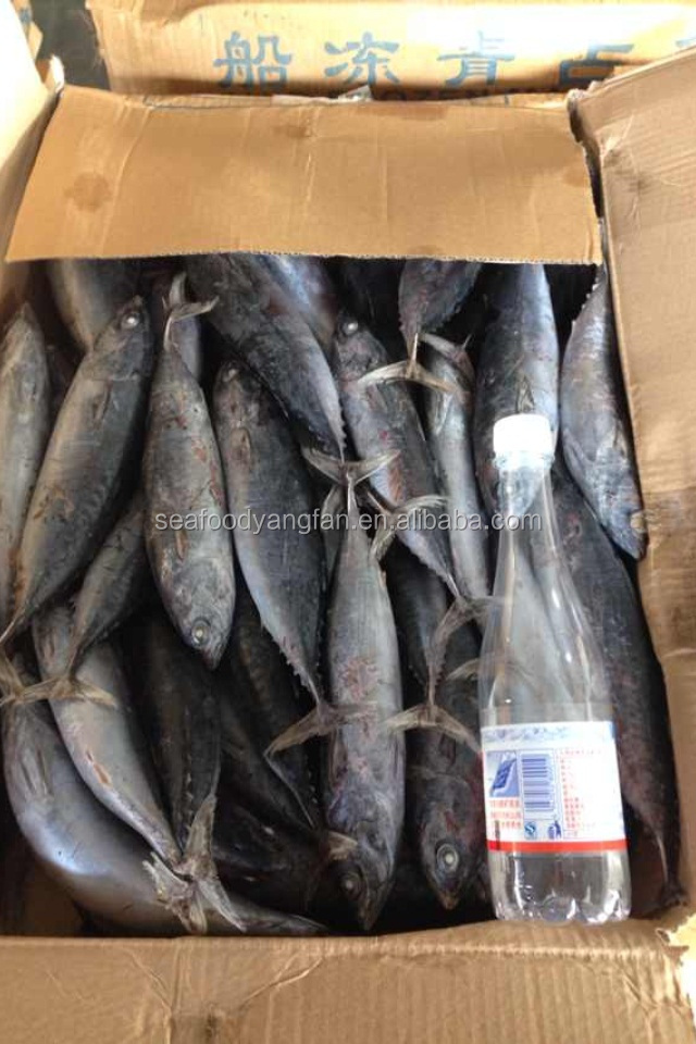 200g up W/R sea frozen bonito and Auxis thazard