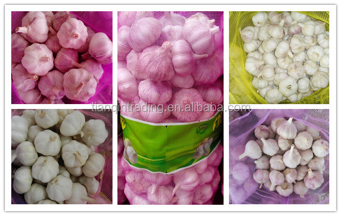 Garlic & Fresh Garlic & Normal white garlic for Chile Market