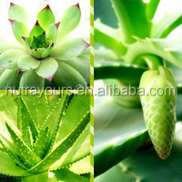 New Product Aloin Extract With Competitive Edge, Aloe Vera Powder