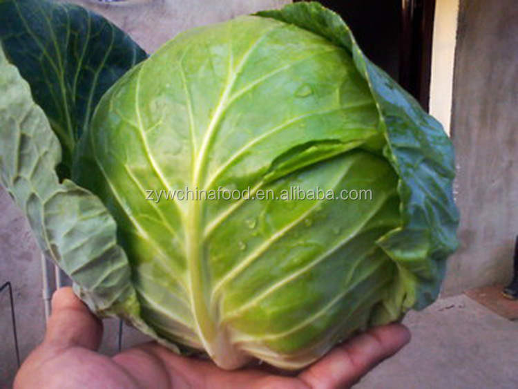 2014 Fresh Cabbage / Green Cabbage With High Quality Enjoying High Reputation