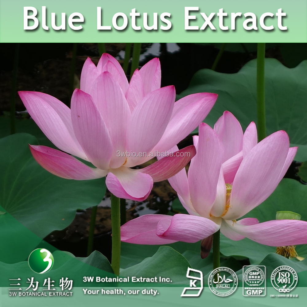 kosher & halal lotus seed nuciferine extract,lotus seed extract