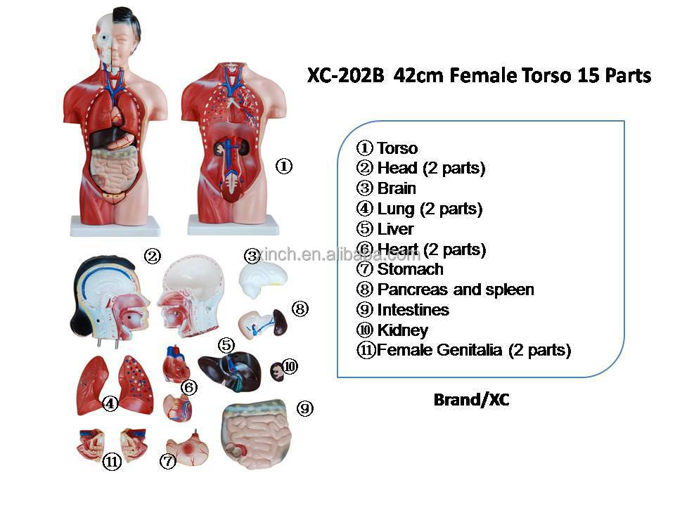 42 Cm Female Plastic Human Body Parts Model With 15 Pieces Buy Human