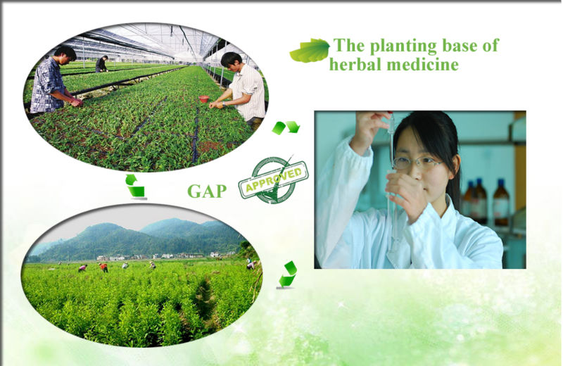 white tea extract powder, matcha green tea extract powder, organic green tea extract powder