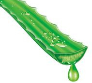 M-Houssy Green Tea aloe tea instant tea drink