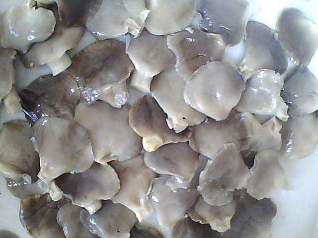 canned oyster mushroom 1.jpg