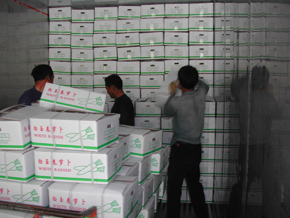 Bilong radish -3.jpg