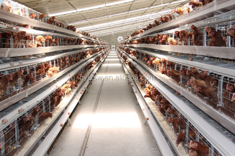 chicken cage-444.jpg