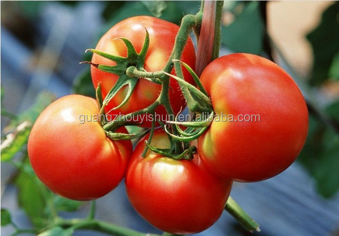 Tomato sauce in Tin/Can from China