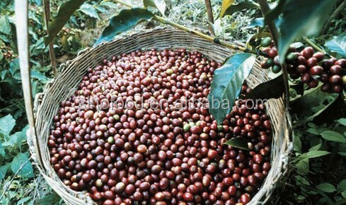 2013 Crop raw coffee beans