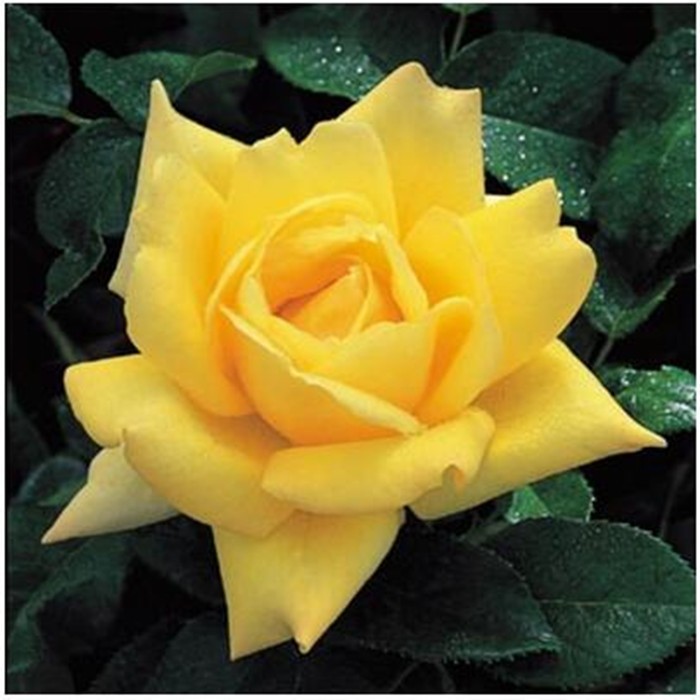 yellow rose flower.jpg