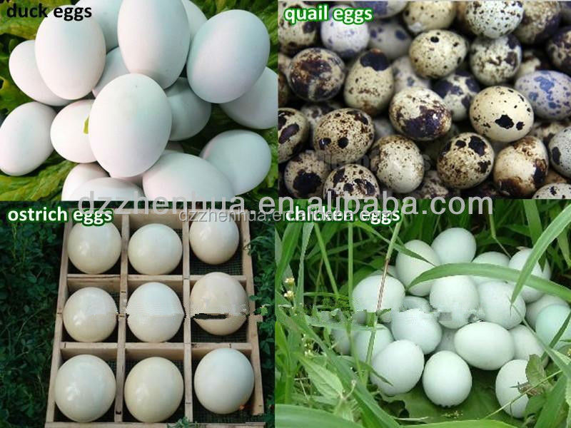 fertile chicken hatching eggs/chicken egg incubator hatching