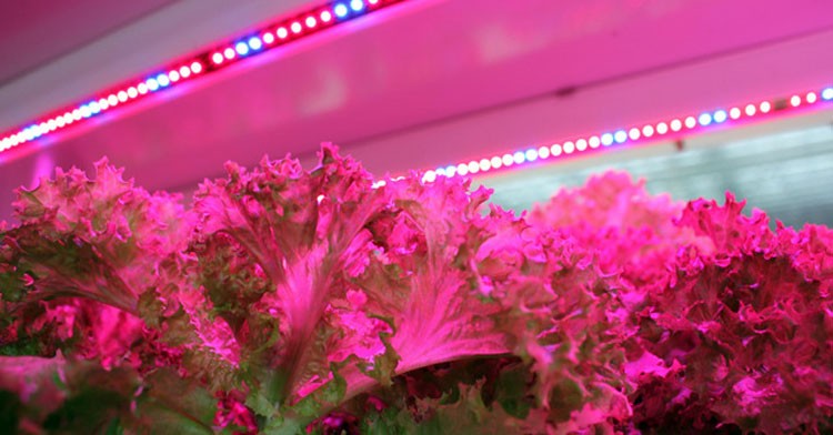 青+赤屋内庭園の植物はライトを育てるt8チューブは光成長仕入れ・メーカー・工場