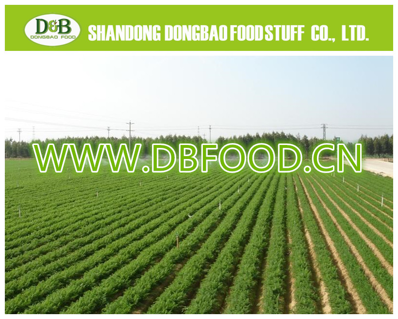Fresh Carrot 80-150g Factory supply New Crop high quality