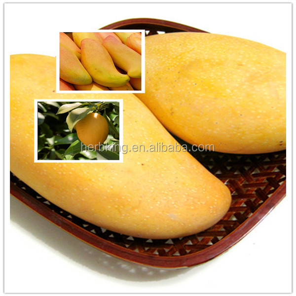 african mango seed extract mango p.e 5:1 10:1 20:1