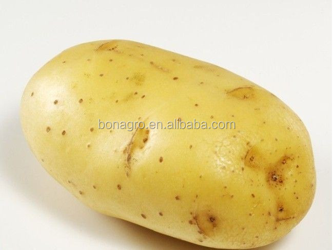 shandong new crop fresh Holland Potato-good sell