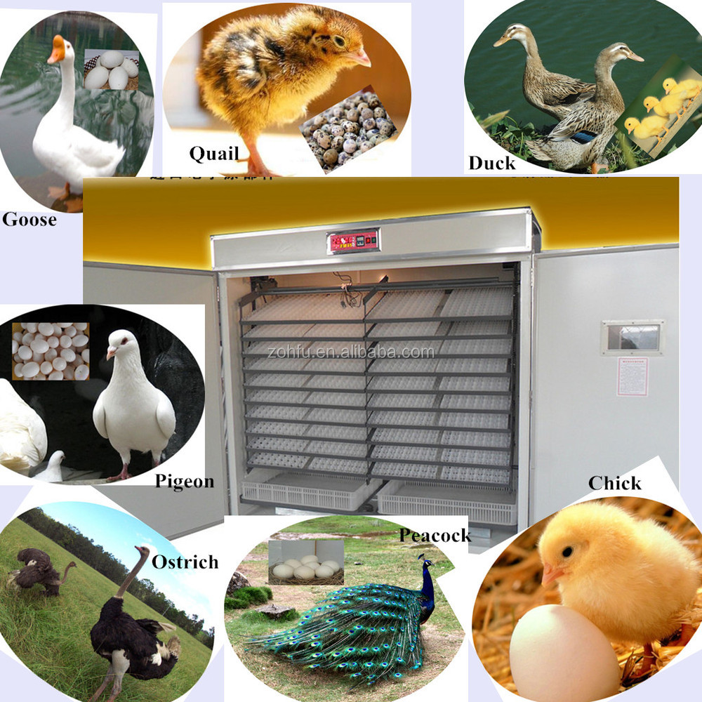 price egg incubator hatchery price/ chicken egg incubator hatching 