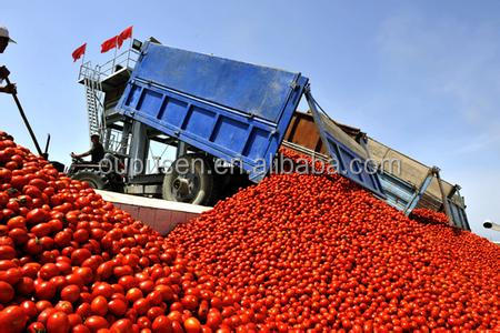 Best Offer of of Tomato Paste