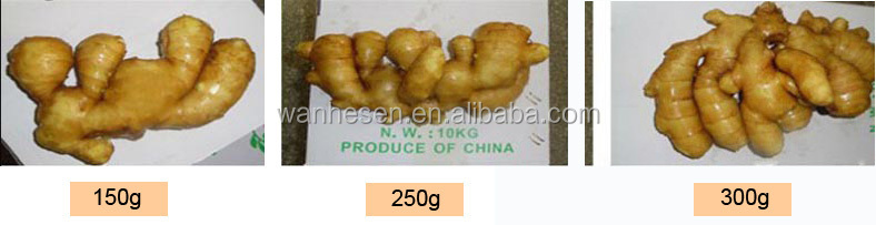 air dry ginger - best price from China