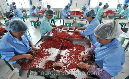 NingXia Goji Berry