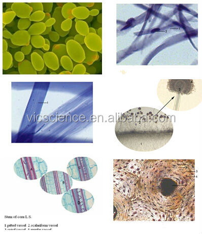 輸出顕微鏡混合植物幹細胞問屋・仕入れ・卸・卸売り