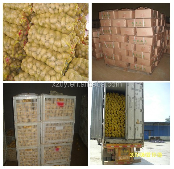 Fresh Holland potato 150g-250g for exporting