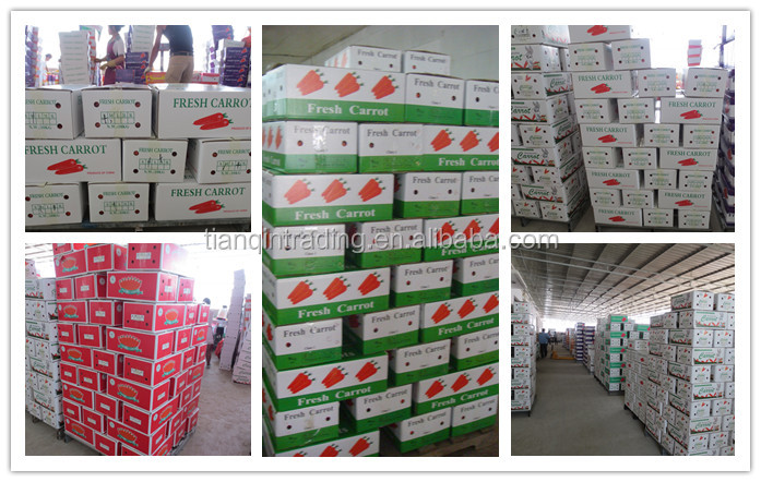 fresh carrot & red carrot & China carrot & New Crop Carrot Price