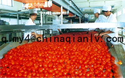 bulk tomato paste in drum