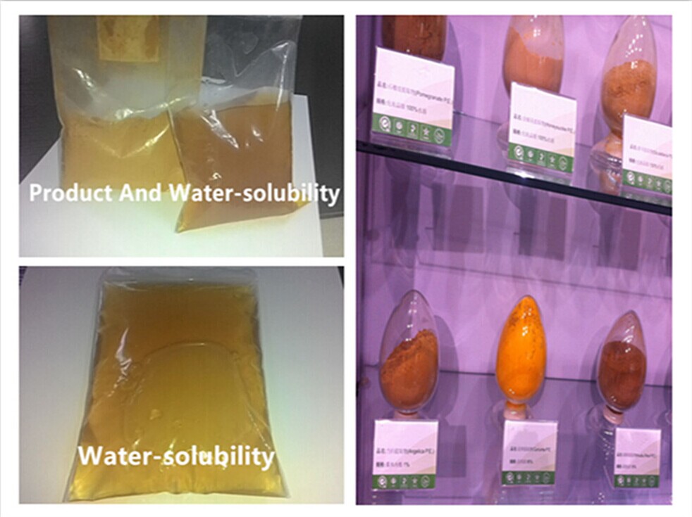 Cinnamon polyphenols water soluble cinnamon extract,China Pincredit