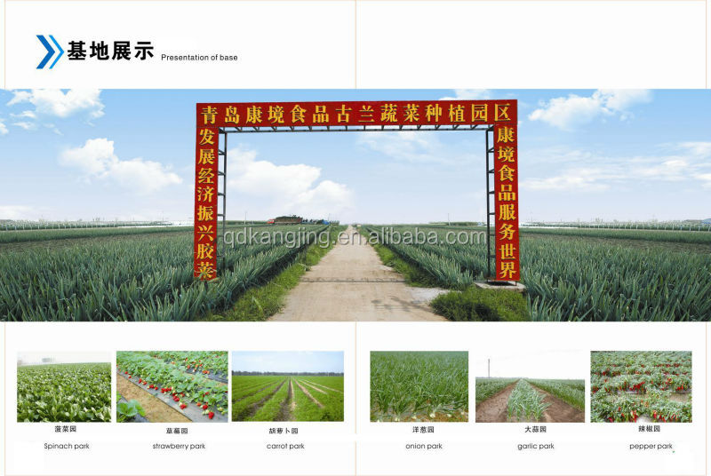 IQF/frozen onion dice,2014 new crop