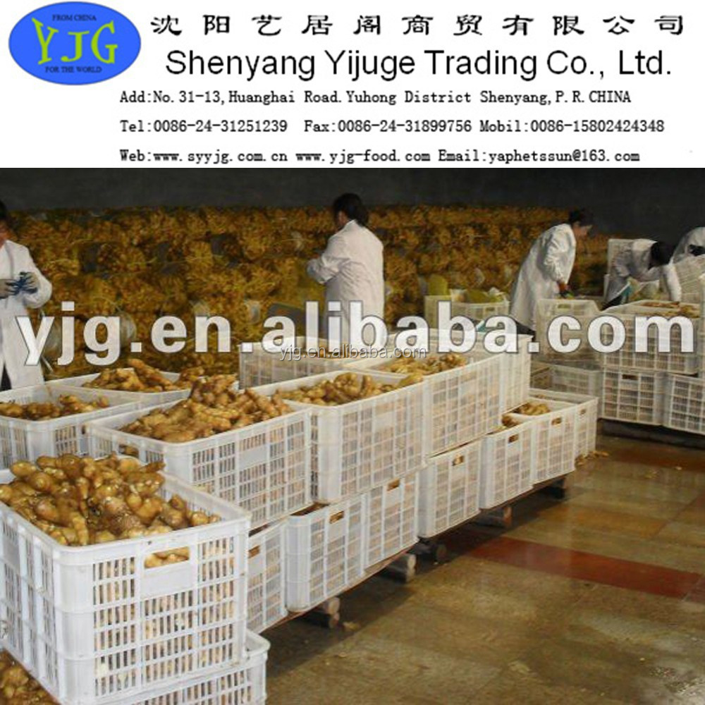 yjg high quality 200g fresh yellow ginger specification
