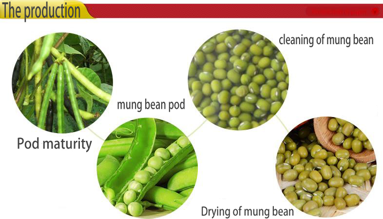 Dry high quality bulk green mung bean specification with a good price
