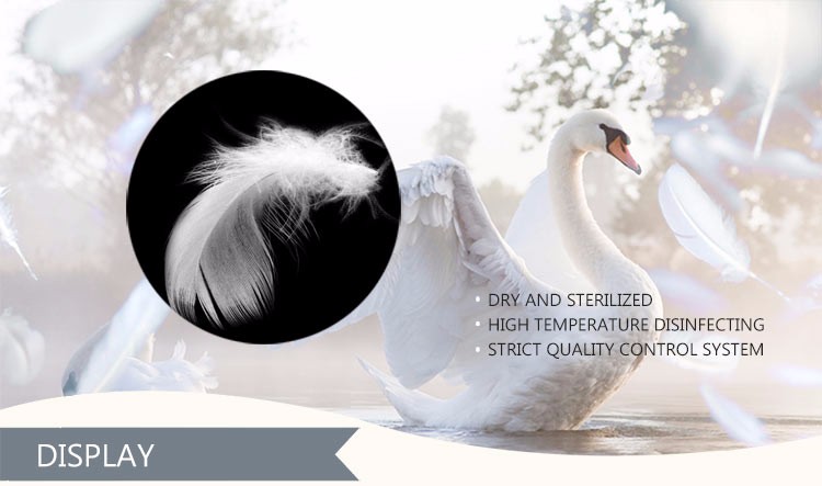 2-4cm washed white goose feather for feather quilts