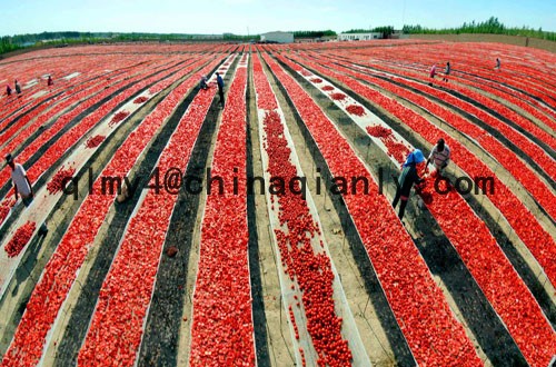 tomato paste for xinjiang