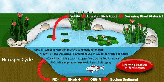 nitrogencycle.jpg