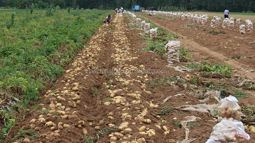 Chinese Fresh Potato / Sweet Potato / Holland Potato Exporter