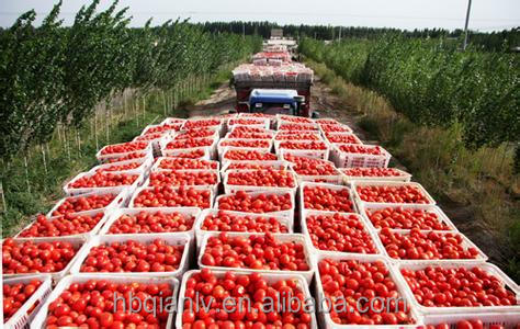 bulk drum tomato paste