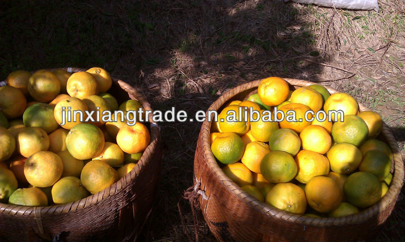 2014 newest fresh mandarin orange in china