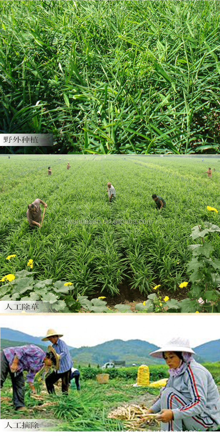 export bulk ginger at good price with best quality