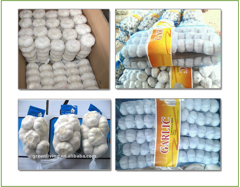 Cold Storage Bulk Garlic (Low Price)