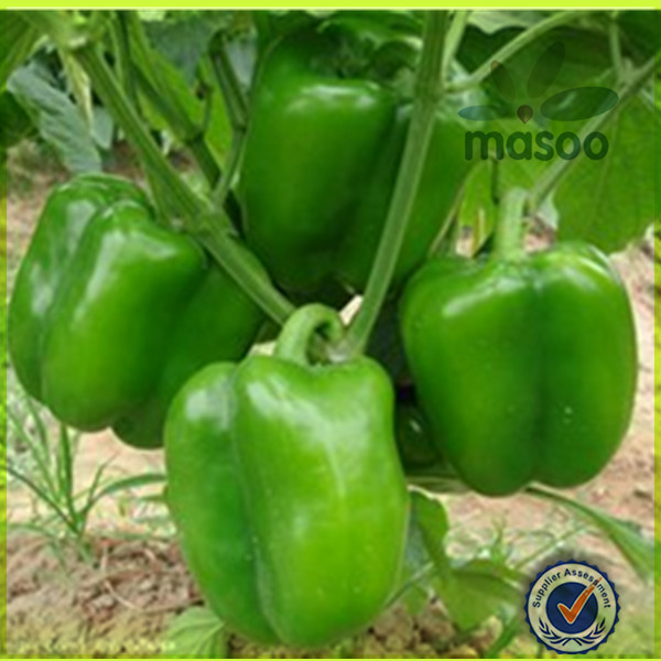 Bulked Chinese Fresh Green Pepper for sale , Fresh Vegetables, good quality