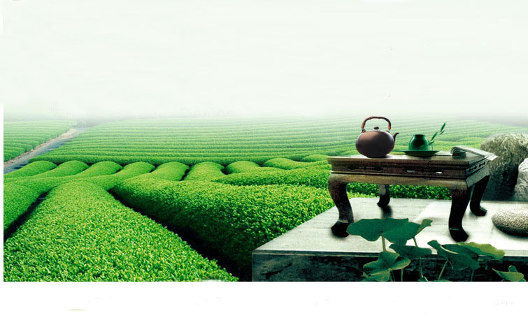 High quality time honored ripe tea puer