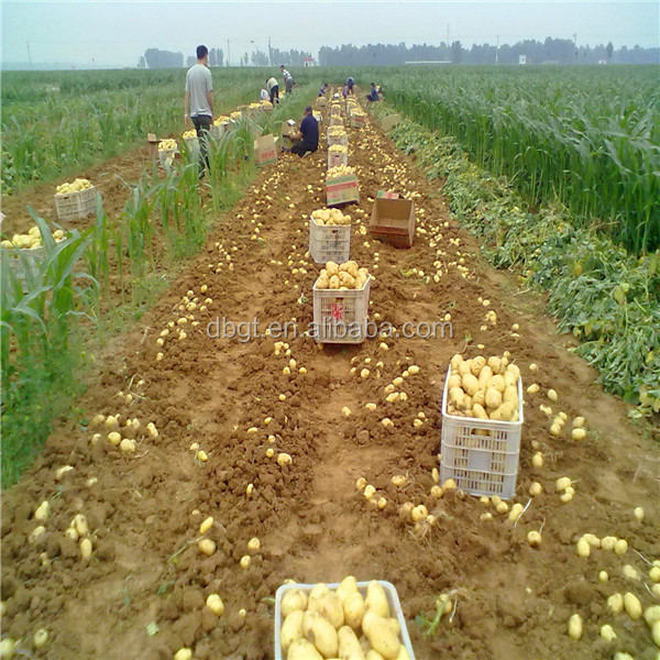 2014 shaanxi new crop fresh potato in bag pack