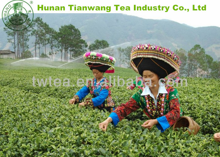 Chinese green tea slim fit tea for Dubai,China Tian Wang price supplier