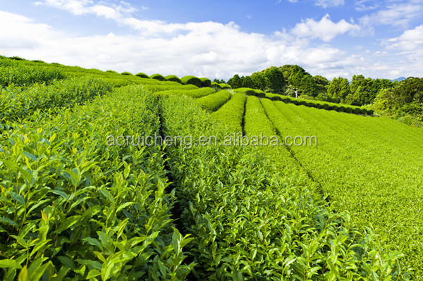 vine tea extract powder, java tea extract powder, organic black tea powder