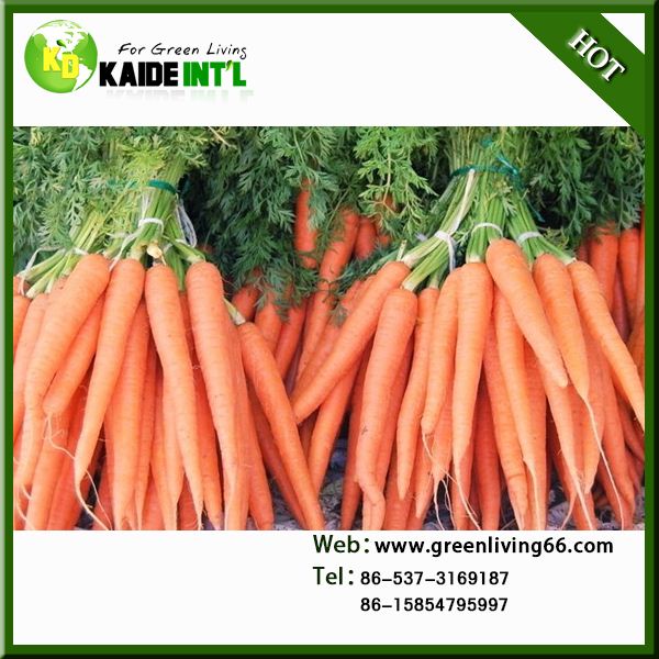 New Crop Fresh Carrot For Market