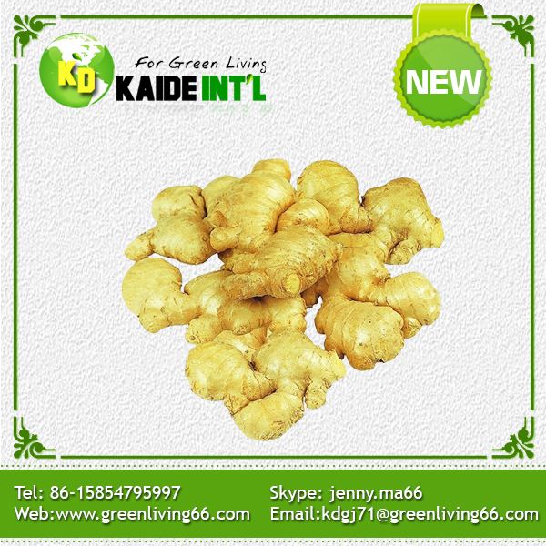Fresh Ginger--Global Gap Certified