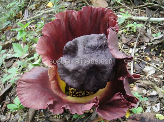 Cheap Konjac Extract Glucomannan Powder