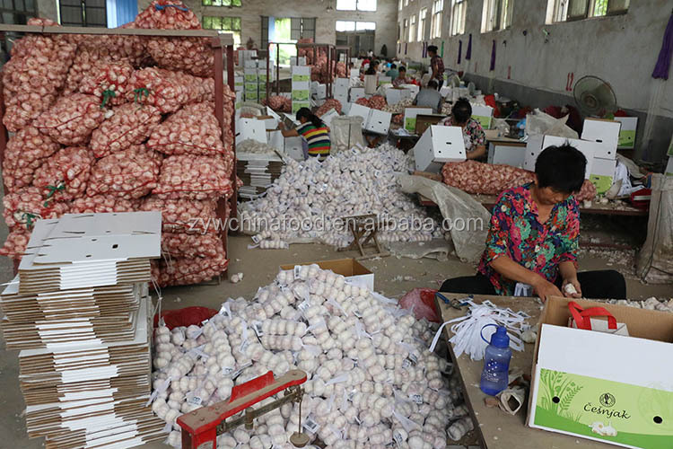 Pure White Garlic / Fresh Garlic / Normal White Garlic